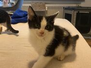 2 süße Katzen suchen neues Zuhause - Friedberg (Hessen)