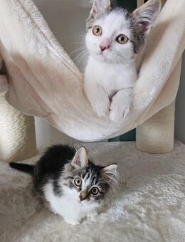 Zauberhafte Kitten suchen ihren Platz ✨️ - Sankt Sebastian