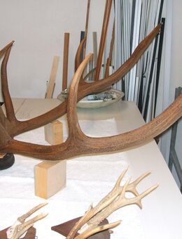 Hirschgeweih und 13 Rehbockgehörne - Bad Laasphe