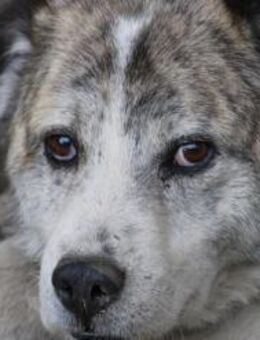 Pilar - verschmust u. sehr lieb - Lohra