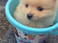 Pomsky Welpen - Balingen