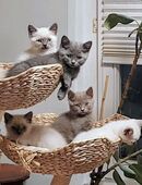 Süße reinrassige BKH-Kater in 17392