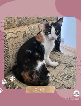 Sanfte Katze Sara sucht ihre Menschen - Lalendorf