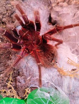 Vogelspinne Theraposa apophysis 0.1 adult 6cm KL - Bonn