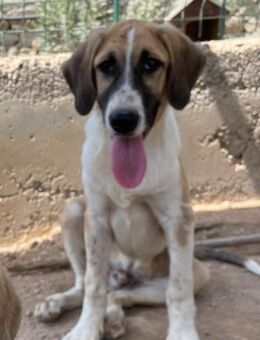 Welpe Cookie - Beckingen