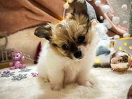 Pomeranian / Chihuahua / Pomchi Welpen - Liebenburg