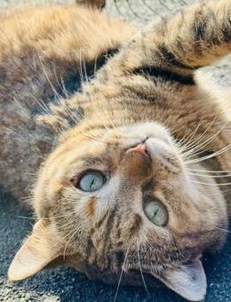 ❣️Goldie ✨ - Goldlöckchen❣️ - Eislingen (Fils)