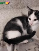 Wunderschöne Hauskatzenkitten suchen ein neues Heim, Hausaufzucht! in 85368