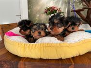 Yorkshire Terrier Welpen - Menden (Sauerland)