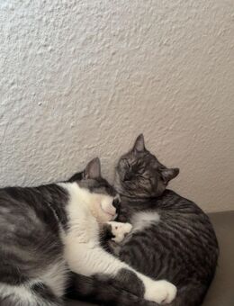 Kitten Mix BKH und RaggaMuffi / Katzen - Junior - Hamm