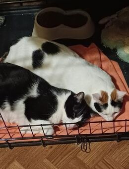 💖Dreamteam Cosette & Panda 💖 - Eislingen (Fils)