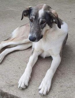 Süße Sofia, sucht DICH💖 - Sindelfingen