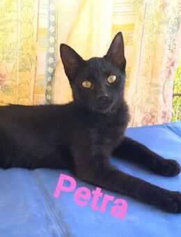 Petra, der Panther vom Quartett - Oberhausen (Rheinland-Pfalz)