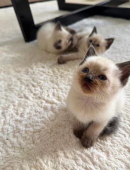 Siam kitten abholbereit - Aachen