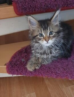 Xxl maine coon babys - Gerolstein