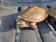 Rotbauch-Spitzkopfschildkröten - Duisburg