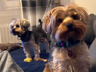 2 Yorkshire Terrier abzugeben - Siegen (Universitätsstadt) Seelbach