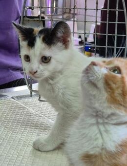 Katzengeschwister Mae & Minima - Karlsruhe