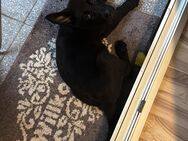 Schäferhund - Andernach