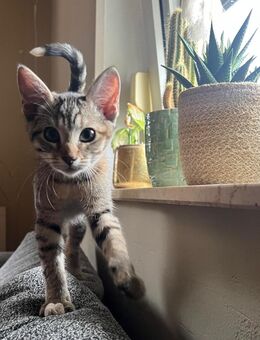 Kitten Dame 4 Monate alt - Geiselbach