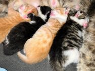 Babykatzen halb türkisch van und halb BKH mix - Darmstadt