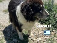 Hercules - Heppenheim (Bergstraße)
