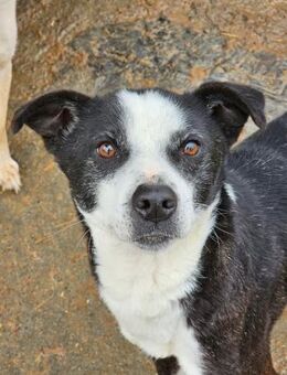 Hübscher Dean sucht ein Zuhause - Neuberg