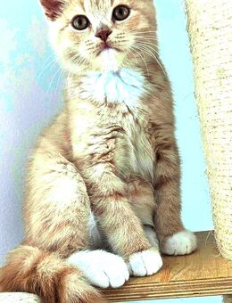 Blh/bkh kitten / britisch langhaar und Kurzhaar kitten - Chemnitz
