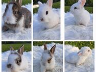 Kaninchen Hasen minilops Löwenkopf Löwenköpfchen - Geldern