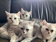 BKH Kitten Katzenbabys 4 Kater 1Mädchen ab 06.06.25 abzugeben - Jüchen