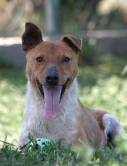 Guszti: herziger Hundemann sucht Familie - Schnarup-Thumby