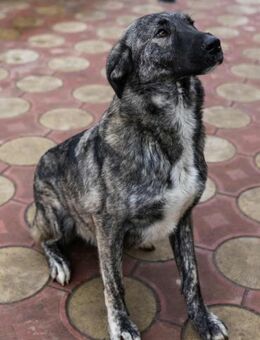 Sunrise - freundlich&wunderschön - Löwenberger Land