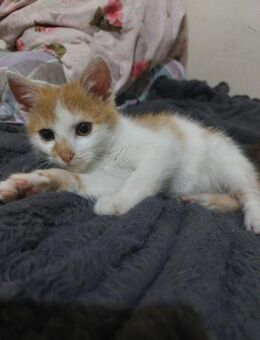 Rubble sucht großes Glück 💖 - Freilassing