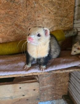 Frettchen Rüde - Oberhausen