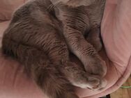 Bkh deckkater lilac - Worms