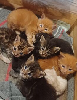 reinrassige Main Coon Kater/Miezen suchen Angestellte auf Lebenszeit - Leutersdorf (Sachsen)