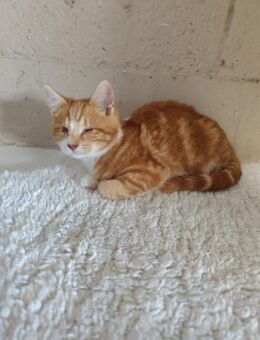 Blinder Luffy aus dem Tierschutz - Grevenbroich