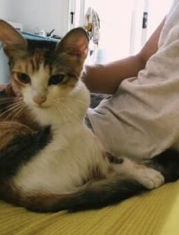 Kitty - sucht ein aktives Zuhause - Kirchheim (München)
