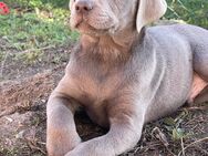 Labrador Welpen geboren am 15.07.24 - Forchtenberg