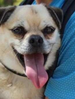 Leo ein zauberhafter Mops - Bedburg