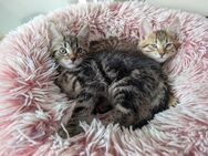 Supersüße Katzenbabys suchen ein neues Zuhause - Grolsheim
