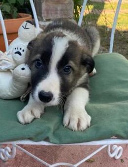 Süßer Benny sucht eine Familie! - Althütte
