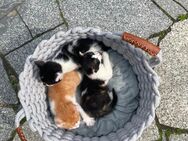 Niedliche Babykatzen - Elstra Zentrum