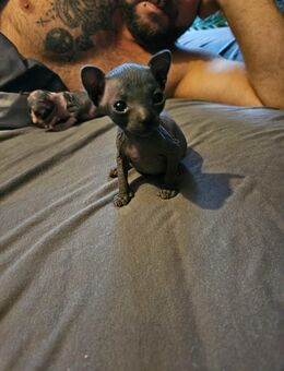 Sphynx Kitten mit Tasthaaren - Borna
