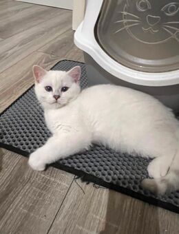 Bkh(Kater) Abgabebereit - Gladbeck