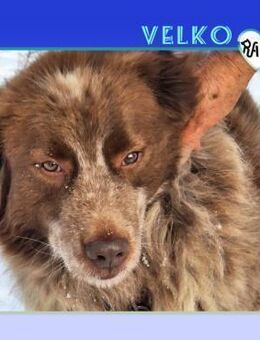 🤎 VELKO 🤎 - SUCHT KUSCHELEINHEITEN - Alfeld (Leine)