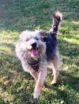 Otty ist aktiv, pfiffig und super! - Karben