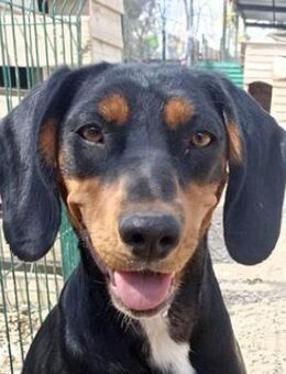 Funny, geb. ca. 03/2022, GRIECHENLAND - Euskirchen