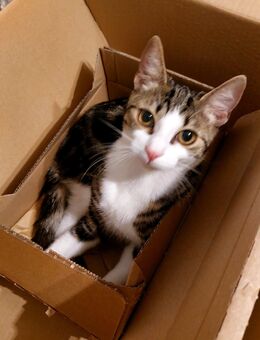 Junge Katze 7 Monate sucht ein schönes liebevolles Zuhause - Cuxhaven