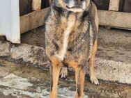 Charmanter LAIKI sucht Zuhause - Neuberg